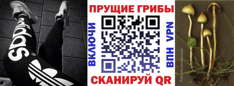 Галлюциногенные грибы Psilocybine cubensis  Рыльск 